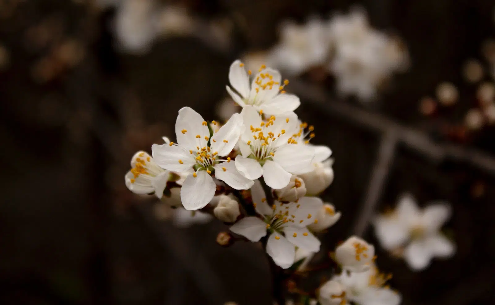 white cherry blossom in bloom during daytime